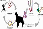 Domestic dogs carriers of Leishmania infantum, Leishmania tropica and Crithidia fasciculata as potential reservoirs for human visceral leishmaniasis in northeastern Iran